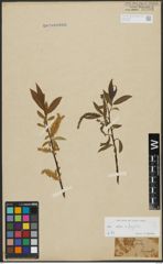Foto von Salix alba L. x Salix fragilis L.